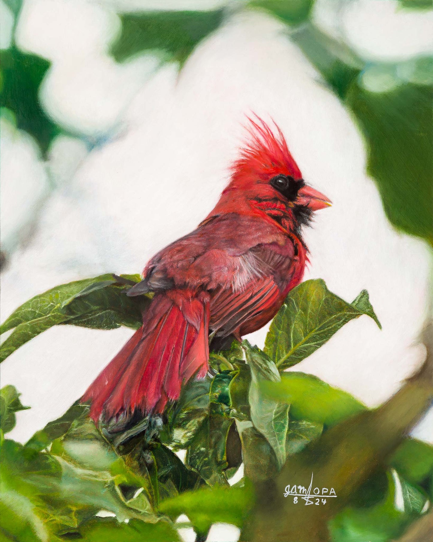 Cardinal in Summer