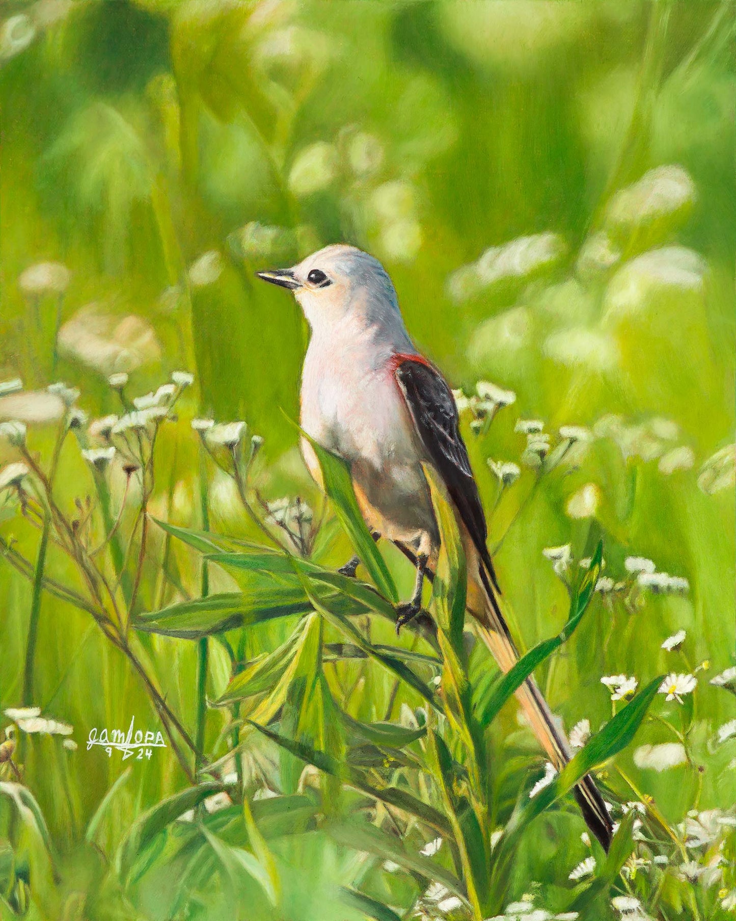 Scissortail in Summer