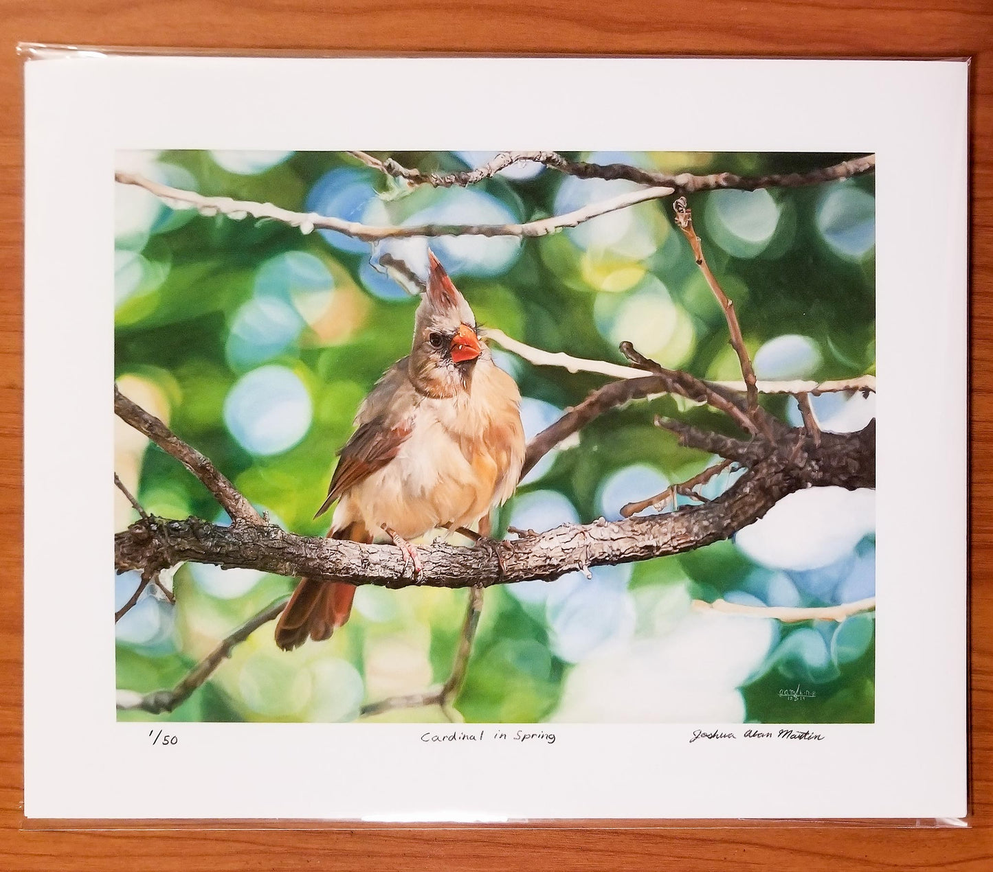 Signed fine art print by artist Joshua Martin of Cardinal in Spring.