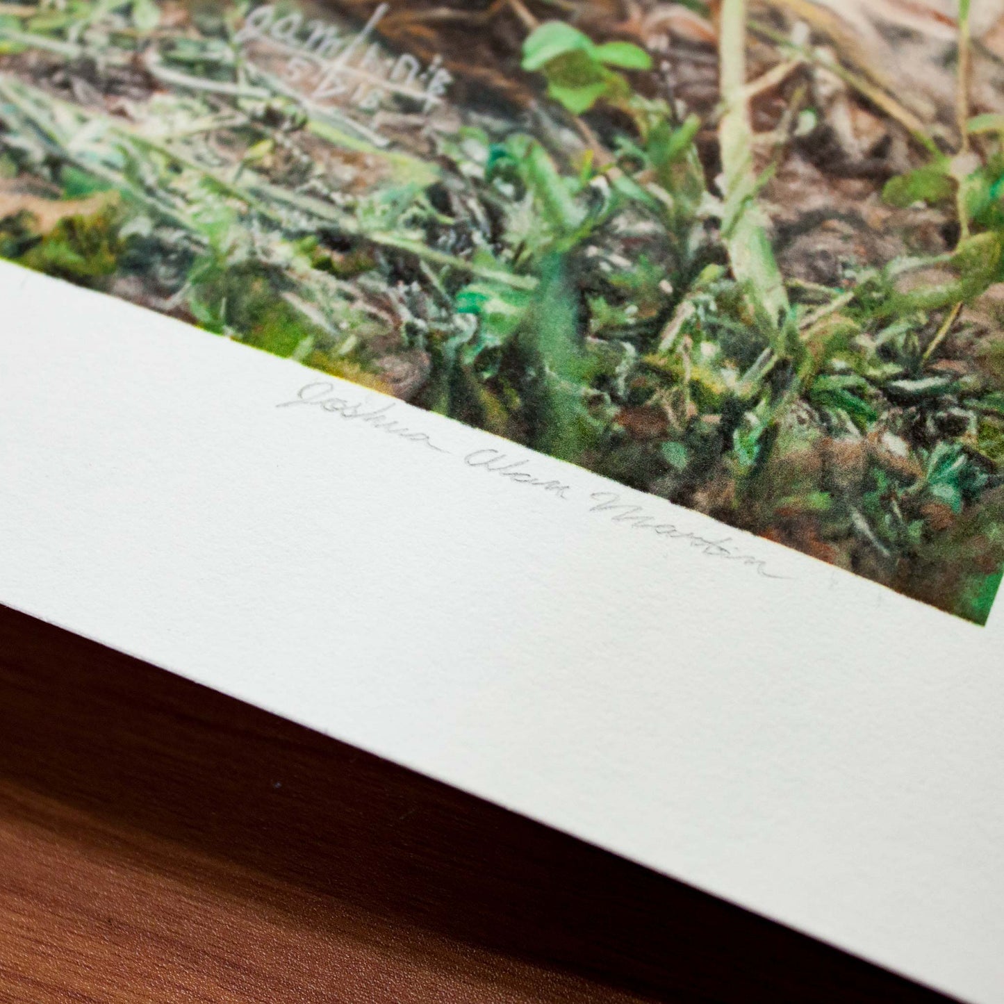Detail of Signed fine art print by artist Joshua Martin of Cotton the Kitten.