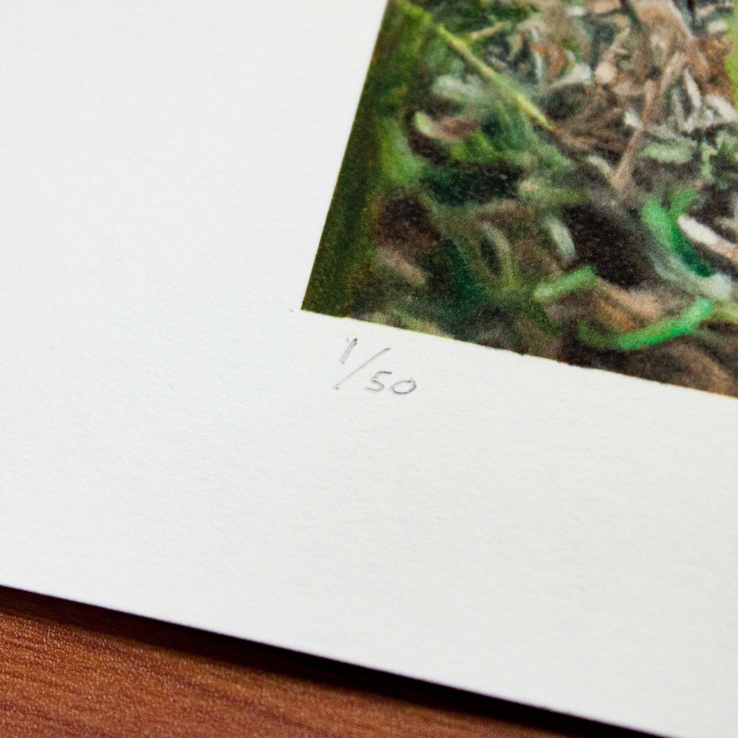 Detail of Signed fine art print by artist Joshua Martin of Cotton the Kitten.