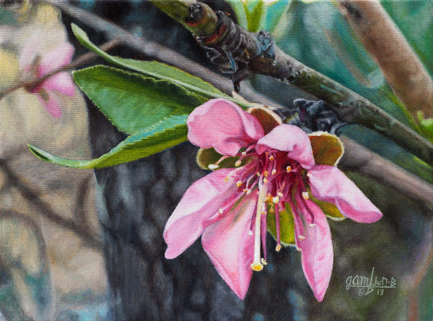 Peach Blossom
