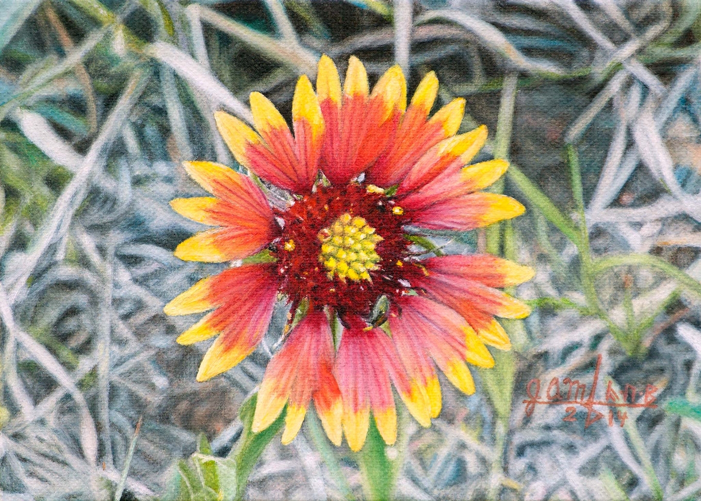 Indian Blanket