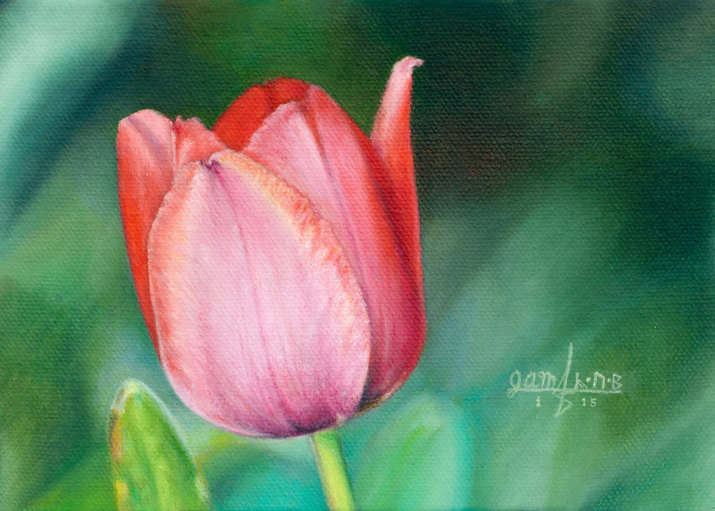 Pink Tulip