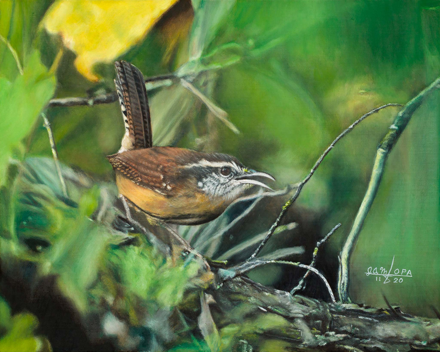 Scolding Wren