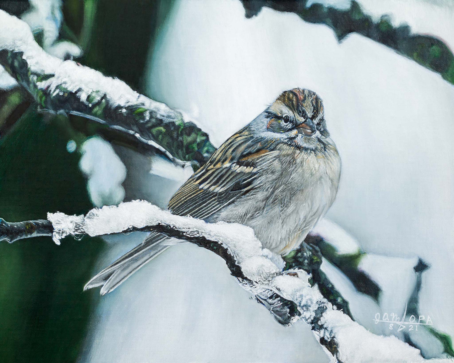 Sparrow in Snow