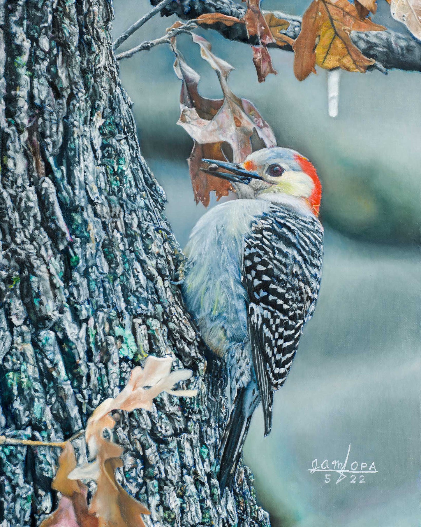 Woodpecker in Winter
