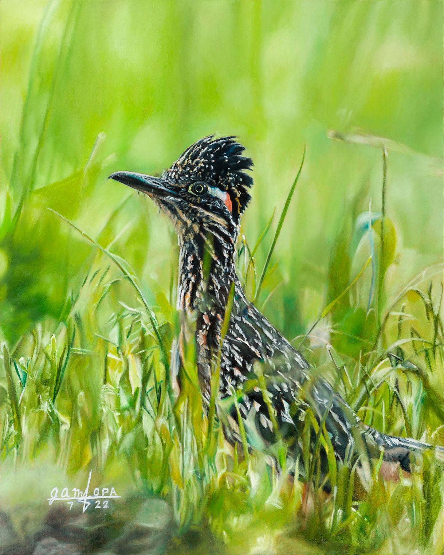 Roadrunner in Grass