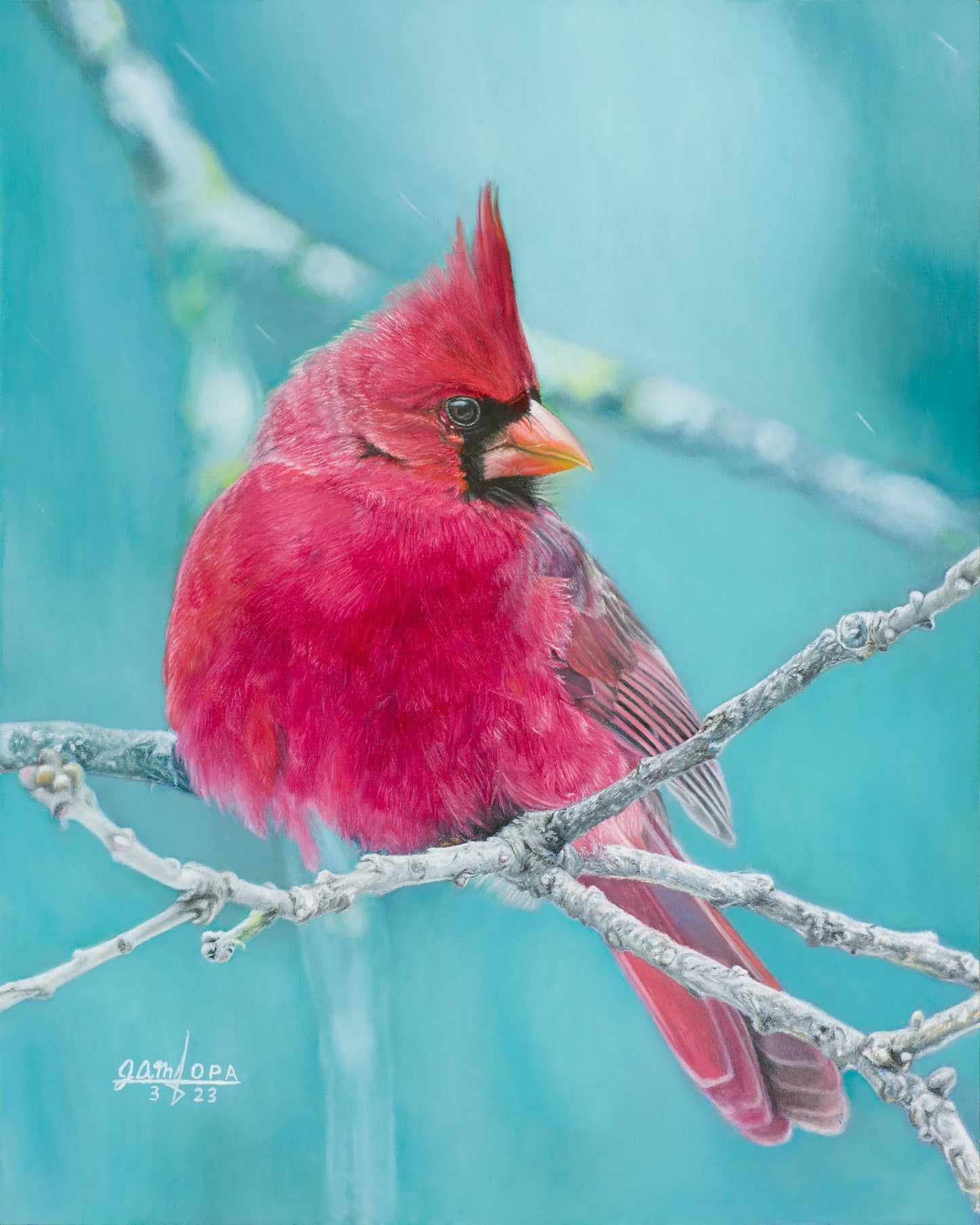 Winter Cardinal