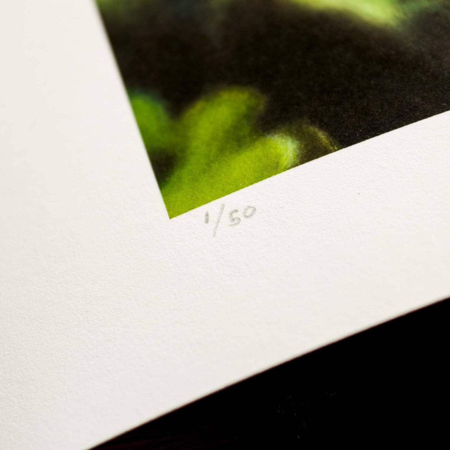Detail of Signed fine art print by artist Joshua Martin of Scolding Wren.