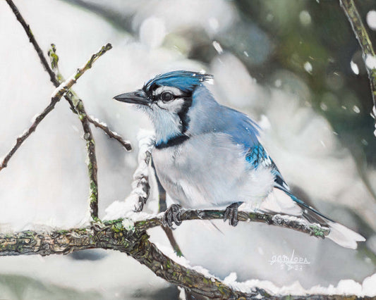 Bluejay in Snow