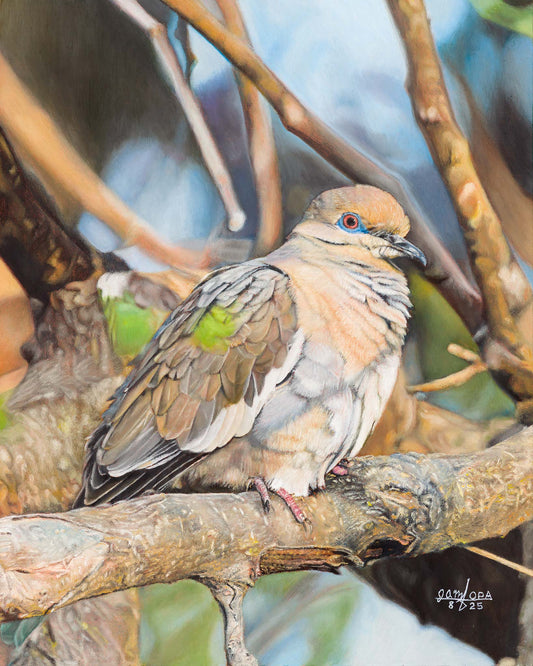 Dove in Spring