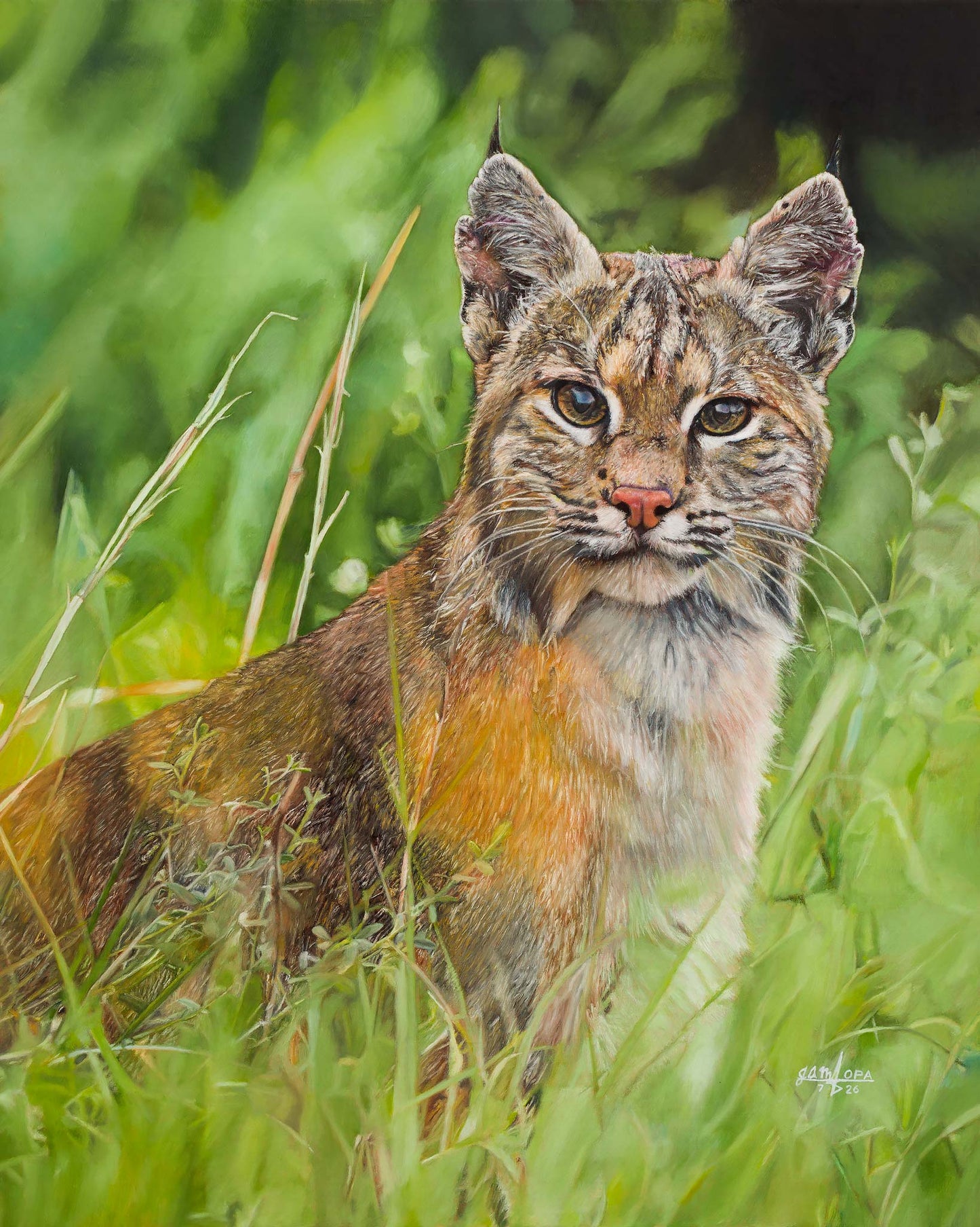 Bobcat in Summer