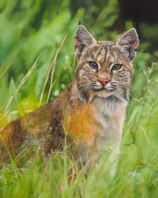 Bobcat in Summer