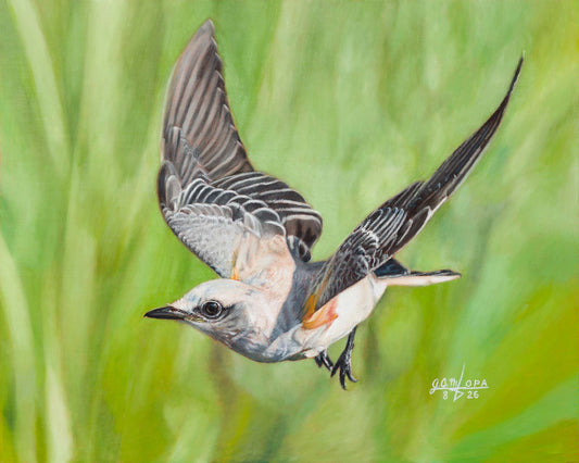 Flycatcher in Flight
