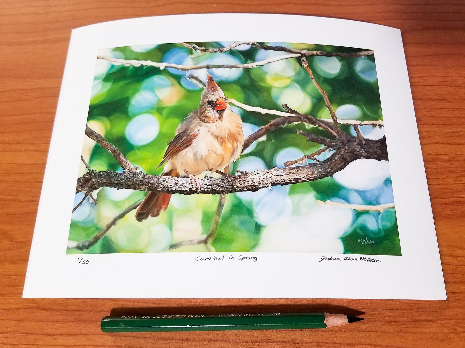 Signed fine art print by artist Joshua Martin of Cardinal in Spring.