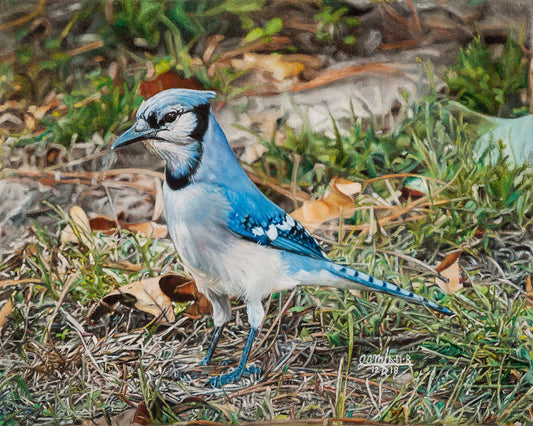 Bluejay in Autumn