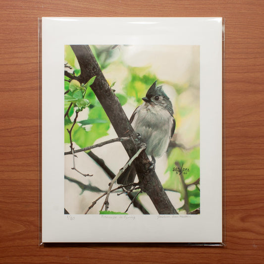 Signed fine art print by artist Joshua Martin of Titmouse in Spring.