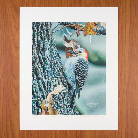 Woodpecker in Winter, Signed Art Print